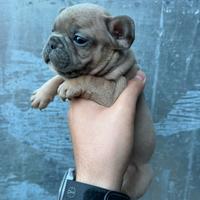 Bulldog francese