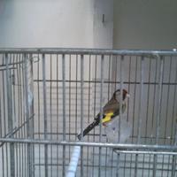Cardellina