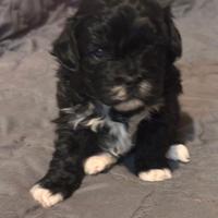 Cuccioli di shih-poo incrocio shitzu barboncino