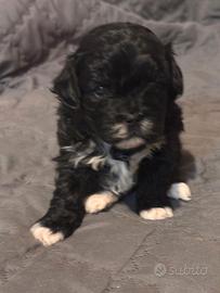 Cuccioli di shih-poo incrocio shitzu barboncino