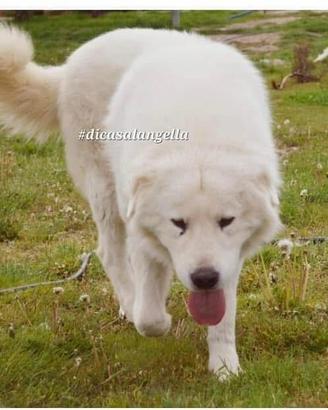 Cuccioli pastore abruzzese Maremmano