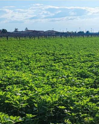 RGE 163/2024 Trib Salerno