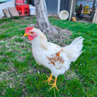 Pulcini pollastri galline piccole