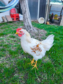 Pulcini pollastri galline piccole