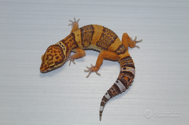 Geco leopardino