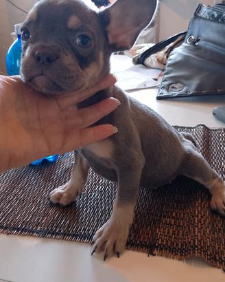 cuccioli di bulldog francese 
