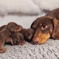 Cuccioli di bassotti cioccolato M e F