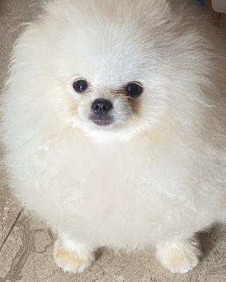 Spitz Pomerania Nano