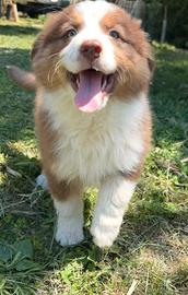 Cucciole di pastore australiano(aussi)con pedigree