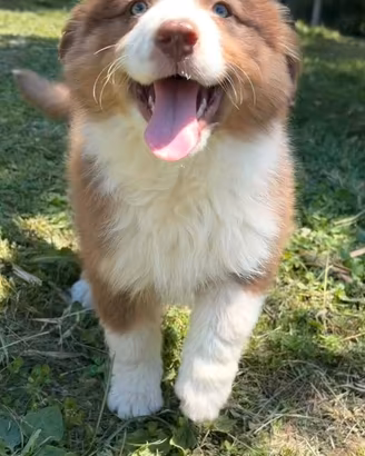 Cucciole di pastore australiano(aussi)con pedigree
