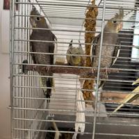 Coppia di calopsite nate a maggio