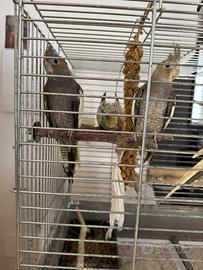 Coppia di calopsite nate a maggio