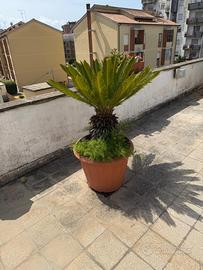 Piante da giardino