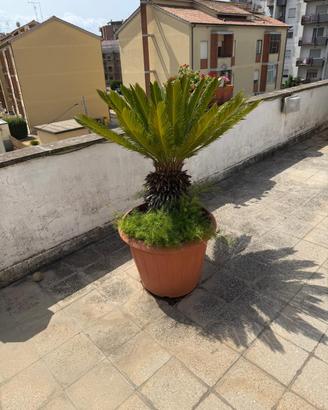 Piante da giardino