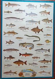 Poster Vintage 68x98 Pesci di acqua dolce