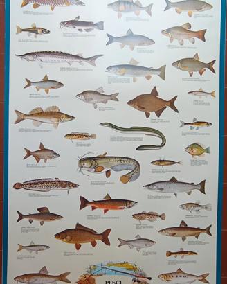Poster Vintage 68x98 Pesci di acqua dolce