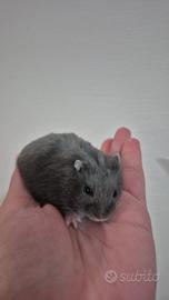 Criceto