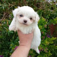 Cucciole di maltese