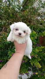 Cucciole di maltese