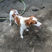 Cane Breton femmina pronta a cacciare