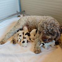 Cuccioli Lagotto Romagnolo