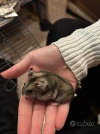 Criceti disponibili ?