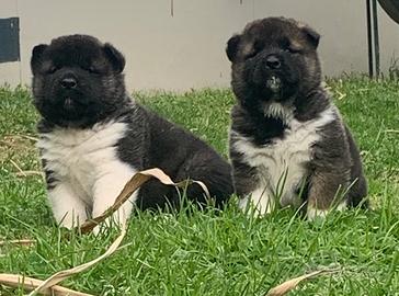 Cuccioli di Akita Americano