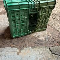 Cassette in plastica per vendemmia