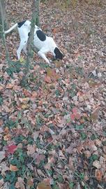Bracco pointer da tartufi