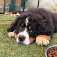 Cuccioli Bovaro del bernese