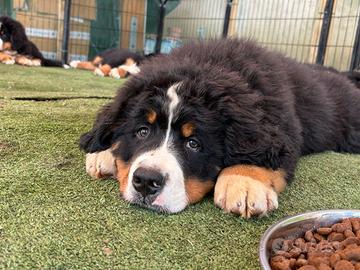 Cuccioli Bovaro del bernese