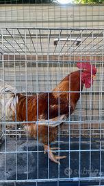 Gallo