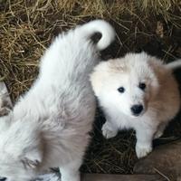 Pastore maremmano femmina