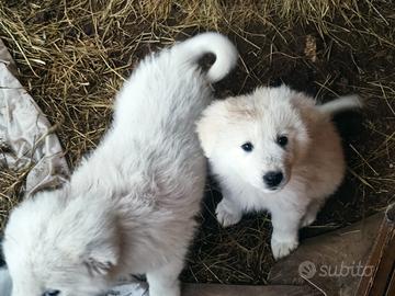 Pastore maremmano femmina