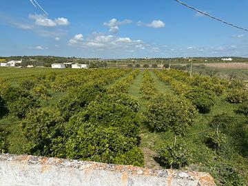 Terreno di 2 ettari con casa da 60mq