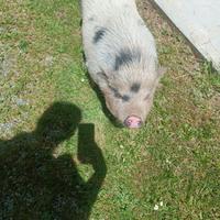 Maialina Peggy desidera casa e compagnia