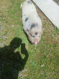 Maialina Peggy desidera casa e compagnia