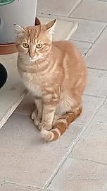 Gatto piccolo tigrato rosso