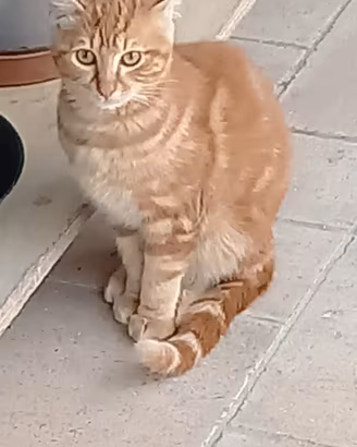 Gatto piccolo tigrato rosso
