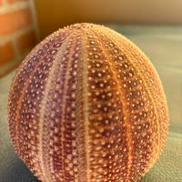 Scheletro riccio di mare