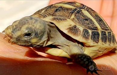 Tartarughe di terra piccole