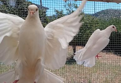 Colombe bianche pavoncelle per cerimonie