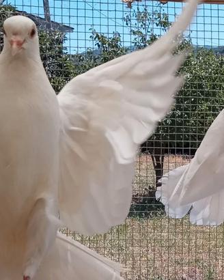 Colombe bianche pavoncelle per cerimonie