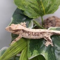 Geco ciliatus disponibile NPV