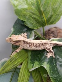 Geco ciliatus disponibile NPV