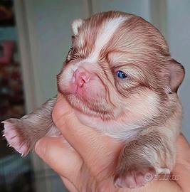 Chihuahua mini colori top leggi