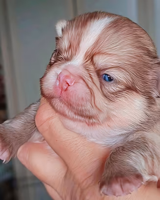 Chihuahua mini colori top leggi