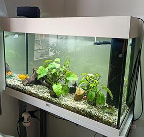 ACQUARIO 120 LT JUWEL 