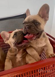 Bulldog francese