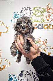 Cuccioli barboncini toy tricolore maschi femmine